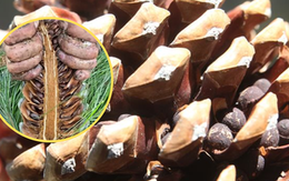 Loại hạt đắt đỏ 'bậc nhất thế giới', Việt Nam xưa rụng đầy gốc ít ai nhặt