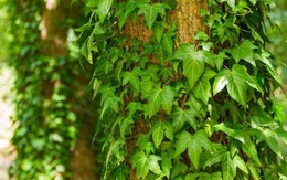 Tác dụng đuổi tà và xua âm khí của cây thường xuân, cách trồng và cách chăm cây luôn xanh tốt, nở hoa