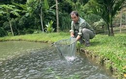 Theo dòng suối săn loài cá quý, lão nông người Thái khoe ‘mua ô tô, gửi tiết kiệm'