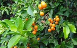 Khi chọn mua cây phong thủy nhất định phải lưu ý những cây có độc sau