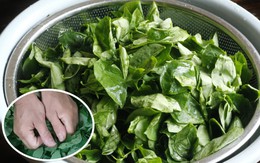 Có nên vò rau ngót trước khi nấu?