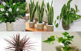 Những sai lầm khi sử dụng cây xanh phong thủy, coi chừng rước họa vào nhà