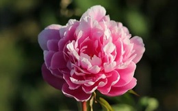 Giờ sinh Âm lịch của người có phúc phận sâu dày, khó khăn luôn có quý nhân phù trợ