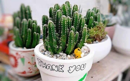 Vị trí vàng nên đặt cây xương rồng để hóa giải tà khí