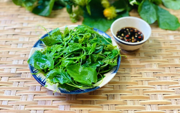 Rau đặc sản mọc tua tủa ở miền Bắc, ăn giòn ngon như ngọn bí, đặc biệt tốt cho người bị mất ngủ