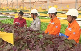 Lịch cúp điện Vĩnh Long (Bến Tre cũ) từ ngày 2 – 5/10/2025: Cúp điện từ sáng sớm, kéo dài hơn 10 tiếng/ngày nhiều khu dân cư