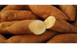 Món ngon đổi vị ngày mưa với ‘nhân sâm nhà nghèo’, giúp kiểm soát đường huyết