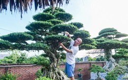 Bộ ba cây sanh cổ định giá 'triệu đô' ở Ninh Bình, chủ chờ giá cao hơn mới bán