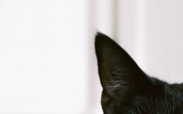 Những con vật này bỗng dưng ghé đến nhà có thể là “lời nhắn” báo hiệu sự cố sắp xảy ra
