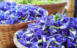 Bí mật sức khỏe từ hoa và quả đậu biếc