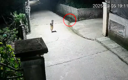 Video: Bé trai 4 tuổi nhanh trí cứu em rơi xuống mương nước