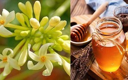 Dùng hoa đu đủ đực trị bệnh nhất định phải biết điều này