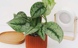 Phụ nữ tuổi 40 trở lên: Trồng 3 loại cây này, không khí trong lành, tiền bạc thêm vượng