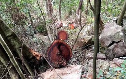 'Rỉ máu' ở Vườn Quốc gia Ba Bể: 41 cây nghiến bị chặt hạ 'kinh hoàng'