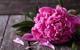 Tháng sinh Âm lịch của người có cuộc đời đẹp như mơ: Càng lớn tuổi càng thịnh vượng