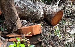 Tiếp vụ 'rỉ máu' ở Vườn Quốc gia Ba Bể: 'Máu rừng' loang đỏ từ những gốc nghiến bị hạ gục