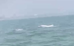 Video cá heo trắng bất ngờ xuất hiện tại biển Sầm Sơn