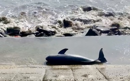 Loài cá thiêng của người dân vùng biển 'lụy bờ'