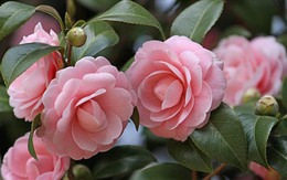 Mách bạn loại hoa nên trồng để nở hoa đúng dịp Tết 2026