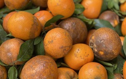 Loại quýt mã rám có gì đặc biệt mà khiến tiểu thương Việt nhập hàng tạ mỗi ngày