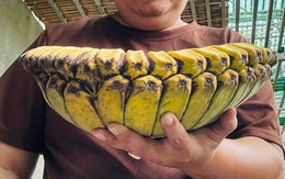 Người đàn ông đưa giống chuối 'độc, lạ' về trồng ở 'thủ phủ chuối' Quảng Trị