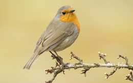 Có những ngày sinh được xem là 'đẹp số': Trẻ thông minh, mệnh phú quý