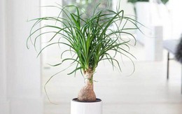 Loại cây trồng mang thịnh vượng, tốt phong thủy, lợi sức khỏe