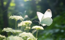 Tử vi tiết lộ 5 khung giờ sinh được coi là 'mệnh có của'