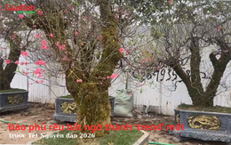 Độc lạ trend 'cuốn rêu' cho đào Tết Nguyên đán 2026: Lái buôn tất bật, thị trường đào hứa hẹn sôi động