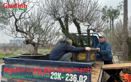 Nguồn cung đào tăng mạnh, thị trường Tết bước vào cao điểm