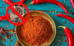 Cách xử lý khi chuột phá bàn thờ Thần tài