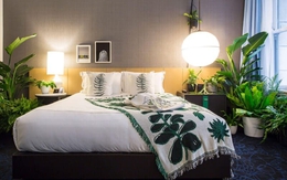 Loại cây trồng nhả khí ô xy ban đêm, đặt trong phòng ngủ tốt cho phong thủy, giúp luôn có một giấc ngủ ngon