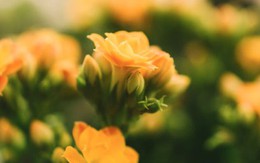 Người sinh 3 tháng Âm lịch này nhân duyên đại vượng: Ngày càng giàu nhờ nhiều mối quan hệ