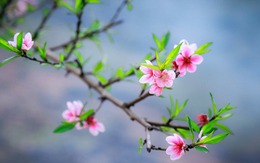 Vì sao nói năm Ất Tỵ đón Lập xuân tới hai lần?