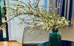 Cách cắm hoa tuyết mai đẹp trang trí nhà cửa Tết 2026