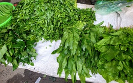 Loại rau mùa đông gặp ở ngoài chợ đừng bỏ qua vì giàu canxi, tốt cho xương khớp, hỗ trợ giấc ngủ, ít phun thuốc