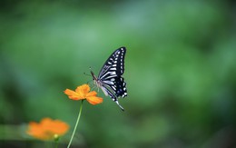 Sinh 3 tháng Âm lịch này, khó khăn mấy cũng có người kéo lên