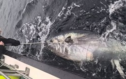 Cô gái câu được con cá ngừ khổng lồ nặng 344kg trên biển