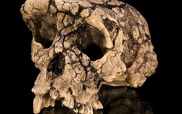 Hài cốt bí ẩn này có thể là tổ tiên sớm nhất của loài người