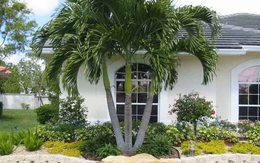 Đây là lý do trồng cây trước nhà để tránh xui xẻo