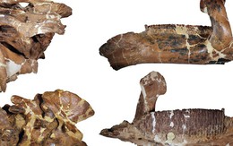 Quái vật dài 12 mét làm giới khoa học "lạc lối" hơn 100 năm