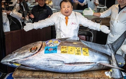 Người đàn ông xuống tiền mua con cá nặng 242kg giá 85 tỷ đồng