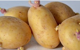 Những món ăn nguy hiểm có thể gây ngộ độc bạn cần biết