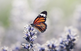 Tháng sinh Âm lịch của người có cuộc đời thường ít tai ương, hậu vận an yên