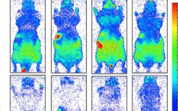 Con người thực sự đang phát sáng và sẽ tối lại sau khi chết