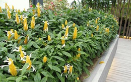 Vị trí đặt cây cảnh mang lại may mắn, hứa hẹn có nhiều tài lộc trong năm 2026