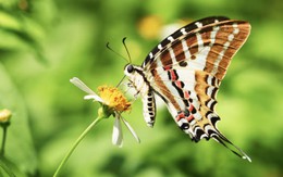 Tháng sinh Âm lịch của người nhân hậu, càng sống tử tế càng gặp may