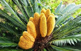 Loại cây ra hoa được người xưa trọng dụng, xem là biểu tượng của vượng tài, tụ lộc