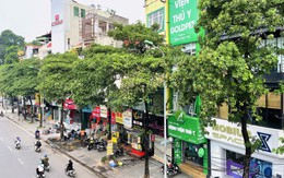 Hà Nội sẽ ưu tiên cắt tỉa, dịch chuyển bớt cây hoa sữa ở những khu vực nào?