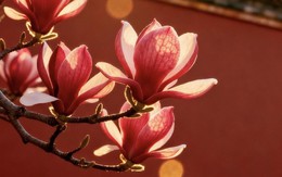 6 ngày sinh Âm lịch mang phúc khí, trẻ lớn lên dễ khiến cha mẹ tự hào